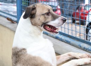 fogos-de-artificio-acarretam-sofrimento-fisico-e-risco-para-animais