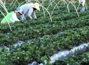 canal-gov-destaca-agricultura-familiar-no-novo-programa-campo-da-gente